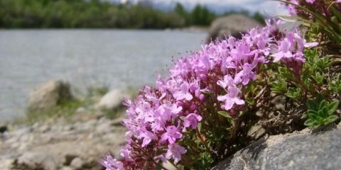 Tymián (tymián): výsadba a péče doma, užitečné vlastnosti a kontraindikace